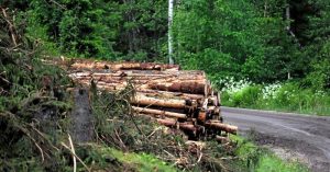 Norges Skogeierforbund og Maskinentreprenørenes Forbund har regna seg fram til at det er billigere for staten å gi skogbruket en tiltakspakke, framfor at mange i skogbruket må permitteres.