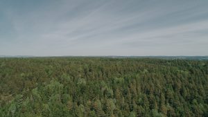 Skogen i Trøndelag trenger gjennomgående bedre forsikringsdekning, mener Anders Børstad, nyvalgt styreleder i selskapet Skogbrand.