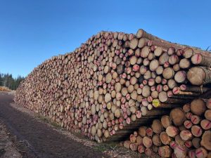 Samtidig som prisene på sagtømmer stiger på grunn av god etterspørsel opplever skogbruksnæringen problemer med å få levert massevirke til papirindustrien, skriver MITT KONGSVINGER.