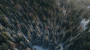 Omfanget av branner og annen skade i norske skoger holdt seg lavt gjennom 2020, viser ny oversikt. Men klimaendringer vil skape stadig større utfordringer, påpeker bransjefolk.