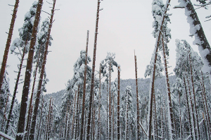 NIBIO oppfordrer alle skoginteresserte til å registrere snø- og vindskader på skogen.