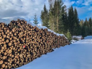 18 323 skogeiere hadde positiv næringsinntekt fra skogbruket i 2019