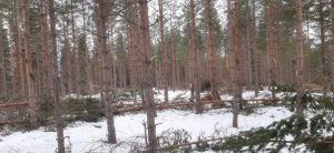 Denne vinteren har det vært mer skader på skogen enn vanlig. Det er særlig snøbrekk og skade fra smågnagere det har vært mer av enn vanlig.