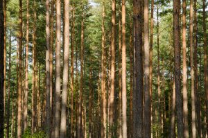 Stortinget innførte tilskudd til gjødsling av skog i 2016, som et av flere klimatiltak i skog. Et fem år med tilskudd, har ordningen nå blitt vurdert på ny, og arbeidsgruppen har konkludert med at gjødsling av skog gir klimagevinst, uten å gå på bekostning av naturmangfoldet.