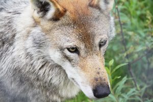 Uttaket skal redusere ulvebestanden ned på Stortingets bestandsmål på fire til seks ynglinger.