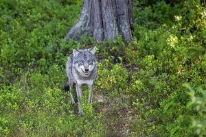 Staten ved Klima- og miljødepartementet anket i går Oslo Tingretts kjennelse om fortsatt forbud mot 
lisensfelling av ulv i fire revirer i ulvesonen. Naturbruksalliansen støtter fullt ut KLDs anke.