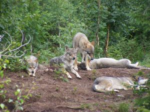 – Dette kan få langtidsvirkende konsekvenser for innbyggere, jegere og næringsdrivende innenfor landbruket ikke bare i ulvesonen, men i store deler av Sør-Norge.