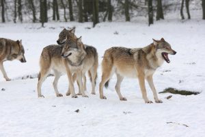 Klima- og miljødepartementet opprettholder rovviltnemndenes vedtak om felling av ulvene i de tre grenserevirene Ulvåa, Juvberget og Kockohonka. Det åpnes ikke for ordinær lisensfelling av ulvene i Mangenreviret.