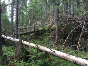 Skogeier kan nå benytte seg av skogfond i oppryddingsarbeidet etter stormen 19. november ved underskudd. Det er også åpnet for å sette inn en tilleggsinnbetaling på skogfond.
