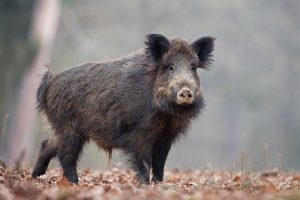 Afrikansk svinepest er funnet i Tyskland. Det har også kommet nye data for felte villsvin i Sverige.