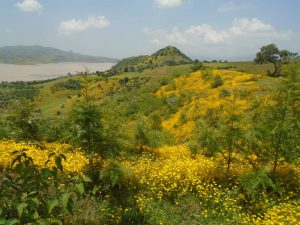4 år gammel Silkeeik-plantasje ved Rib Dam, Sør-Gondar sonen, Amhara, Etiopia.