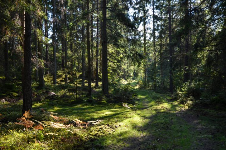 Ved hjelp av fotosyntesen binder den norske skogen rundt 24 millioner tonn CO2 hvert år