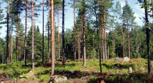 2022 var nok et rekordår for skogbruket etter at rekorden fra 2021 ble forbigått med 64 000 kubikkmeter melder Landbruksdirektoratet. 