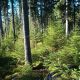 NORSKOG har utviklet et kurs for skogeiere, skogaktører og entreprenører.