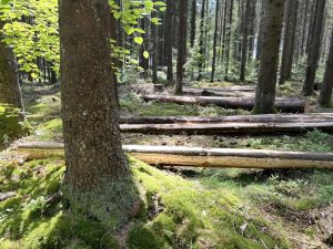 Med fokus på lukket hogst: Vellykkede skogdager i Sandefjord