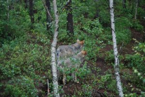 Stor støtte til Rovviltnemndenes vedtak om lisensfelling av ulv i ulvesona 2024