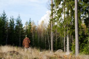 NORSKOG søker skog- og GIS-konsulent